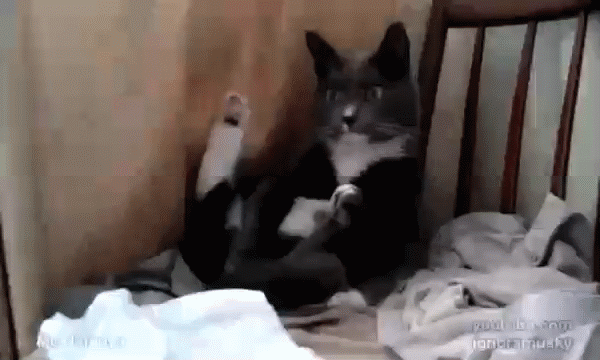 коть