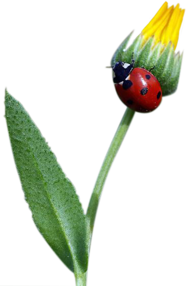 ladybird_4