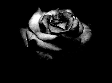 black_rose