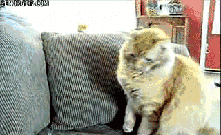 funny-gifs-kitty-vs-toothbrush