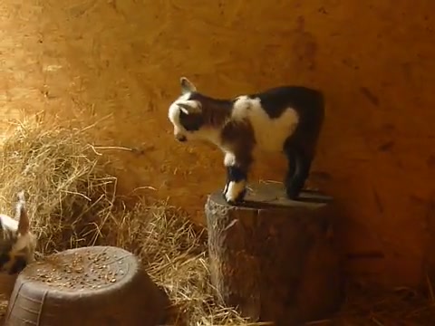 Просто у нее хорошее настроение