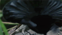 129164966454554900