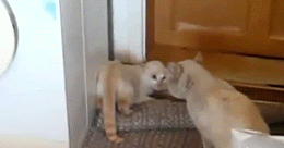 64404188201110281024592237411761604_011[1]