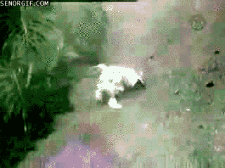 funnygifssliiiiiiide