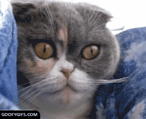 funny-gifs-cats-eyes