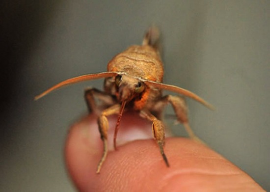 Бабочки вампиры.