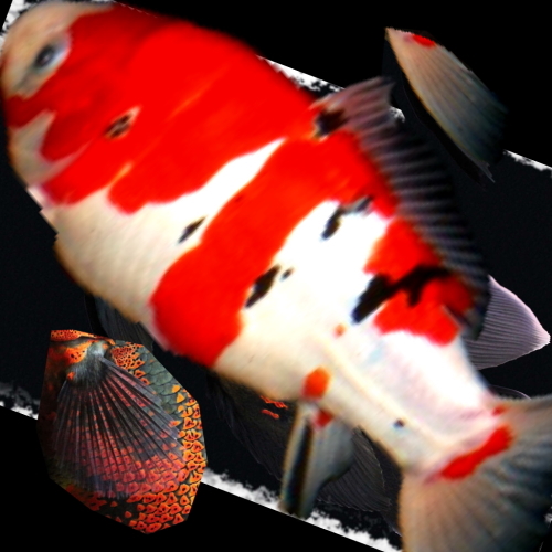 karp55