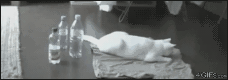 Cat_water_bottles