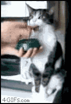 Cat_noms