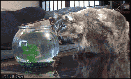 Cat_fishbowl