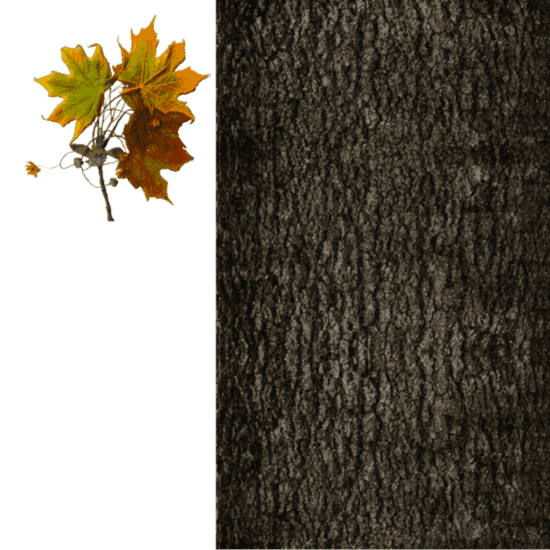 tree_04_li.png5 (1).png77