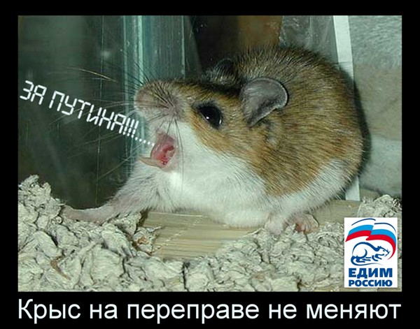 крысы