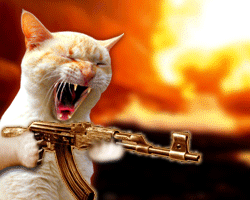 Catfighter