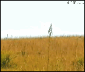 Caracal-catches-bird