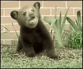 Bearcubsneezes