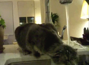 1-1255605788_cat_shower