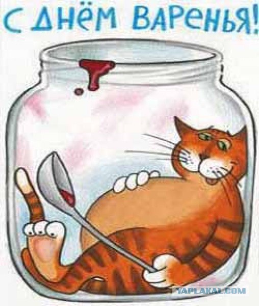 котяра