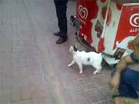 funnyanimalgifsmemotocatyourunhechases