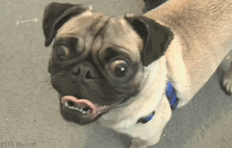 1250107549_curious-pug