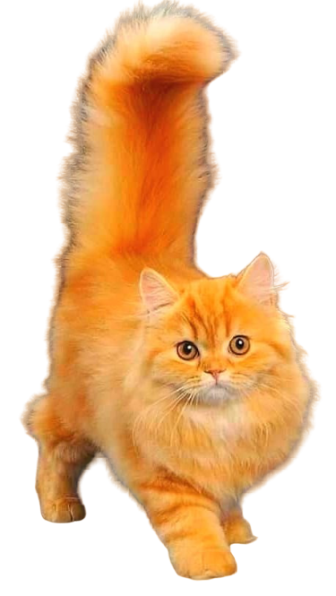 152783917_100668500_293369371823791_5666249774068662272_nremovebgpreview