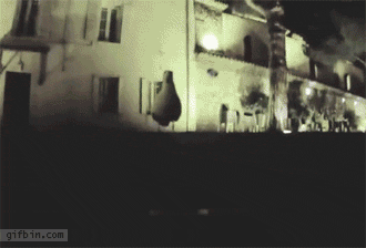 1310033942_seagull_steals_gopro_camera