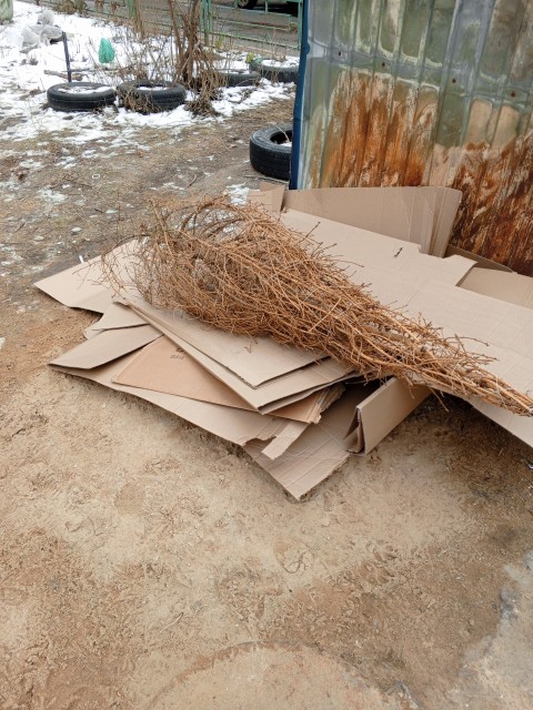 IMG_20250301_151550_952