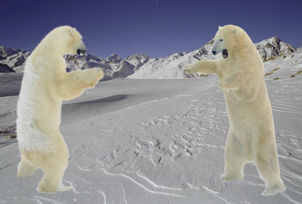 Бой-медведоф