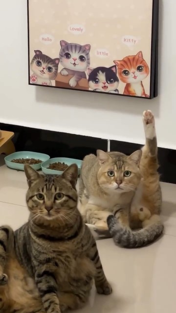 Шутка: «О вкусах не спорят» – сказал кот, облизывая яйца