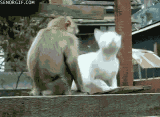 funnygifsmonkeycatgroomer
