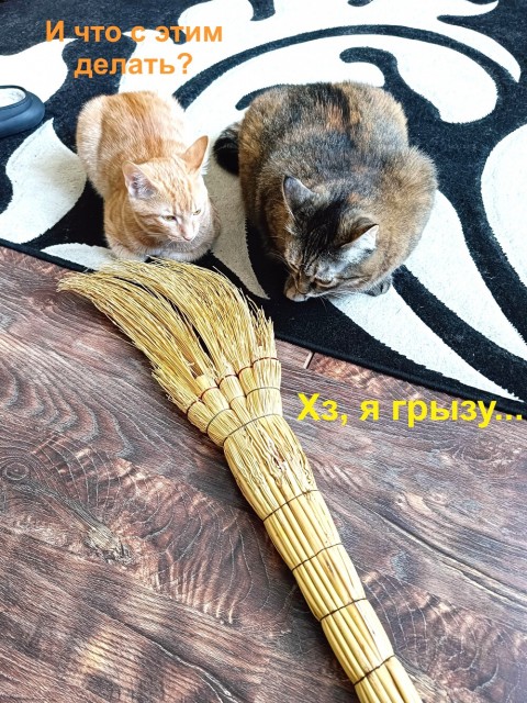 IMG20250308095057 (1)