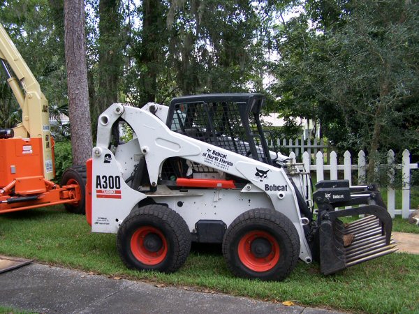 bobcat