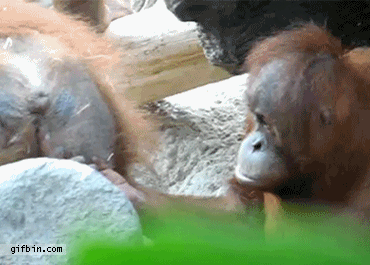 1326219396_monkey_business