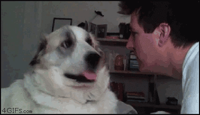 Собака бьёт