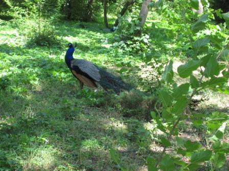 в дендрарии