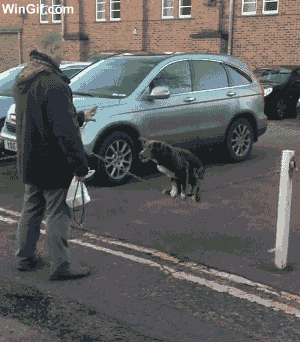 Собака-Акробака