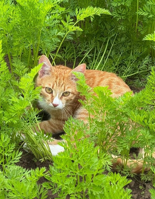 Screenshot_2025-07-15-06-08-19-95_99c04817c0de5652397fc8b56c3b3817