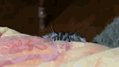 Шанхайский барс,  не?