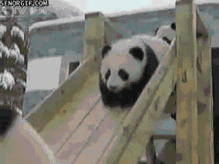 funny-gifs-pandas-sliding-down-the-snow