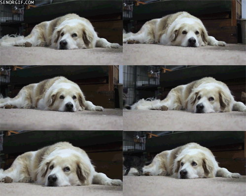 funny-gifs-cats-are-so-boring