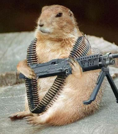 Боевой хомяк