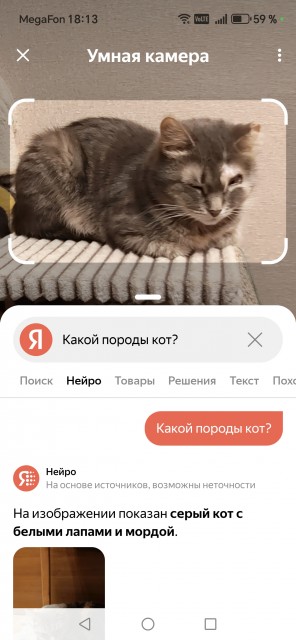 мой кот