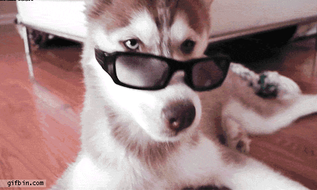 1316019478_husky_with_sunglasses[1]