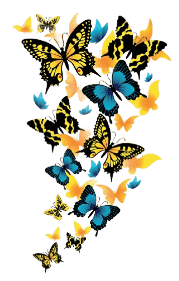 1536401905_butterfly_051