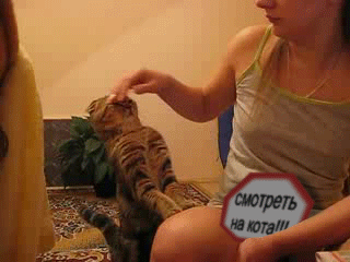 кот