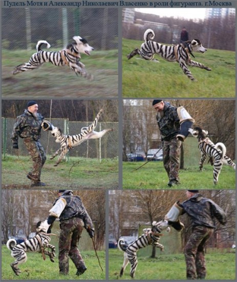 пудель2
