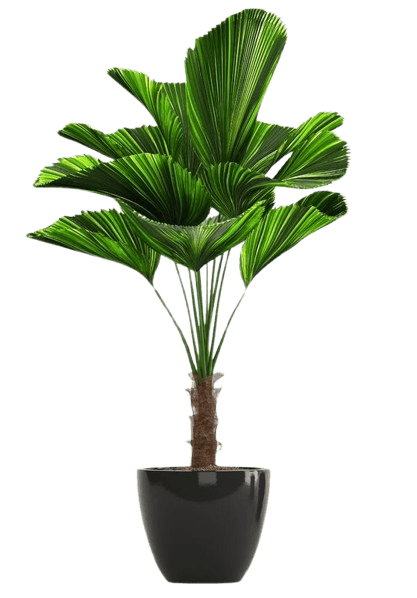 4a4c28a392d4a90b071a7faca630a51f-removebg-preview