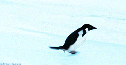 1327834617_penguin_gifs_14
