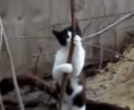 drunked_cat_8