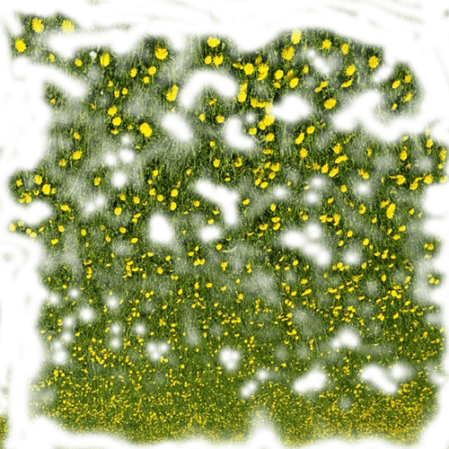 -одуванчики-ФШ (1)