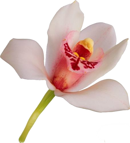 1278321908_1267525550_orhidea_018